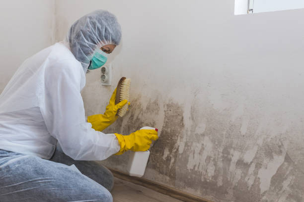 Best Black Mold Removal  in Superior, WI